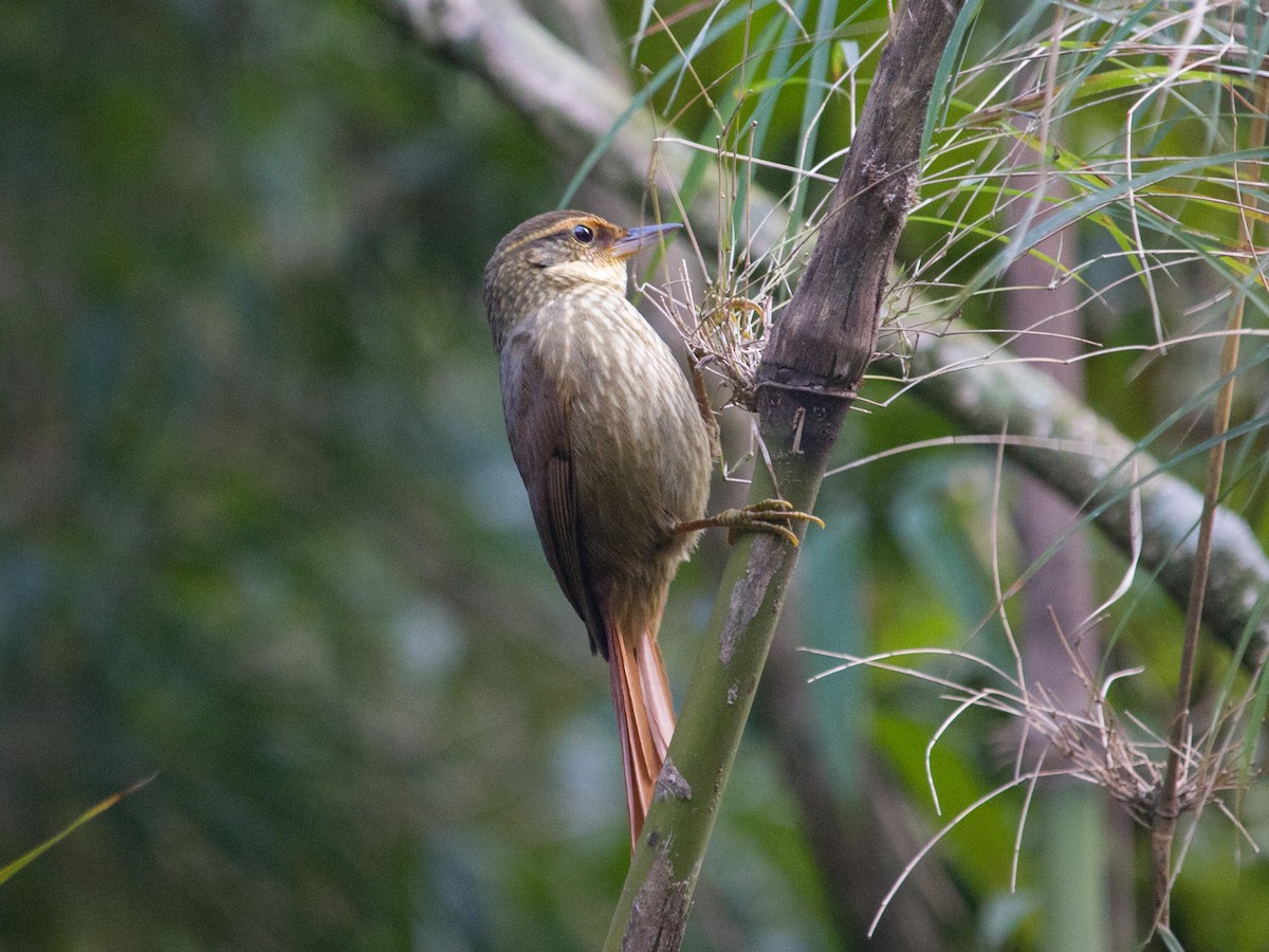 Buff-browed Foliage-gleaner - ML463083601