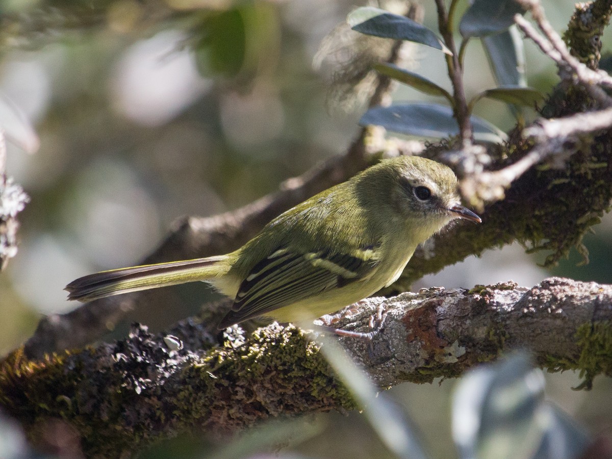 Mottle-cheeked Tyrannulet - ML463083771