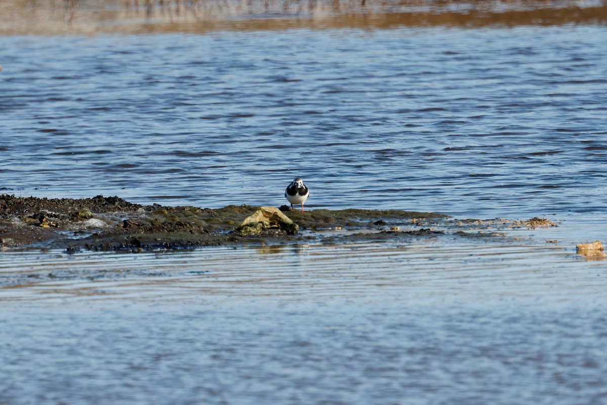 Ruddy Turnstone - ML463084101