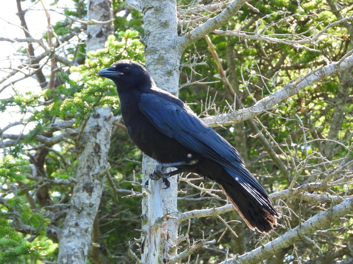 American Crow - ML463084311