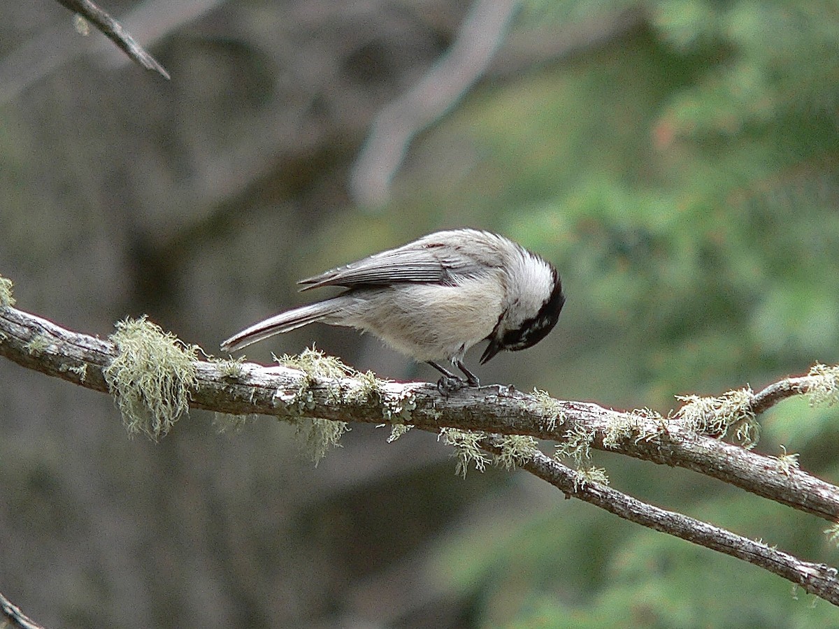 Mountain Chickadee - ML463084951
