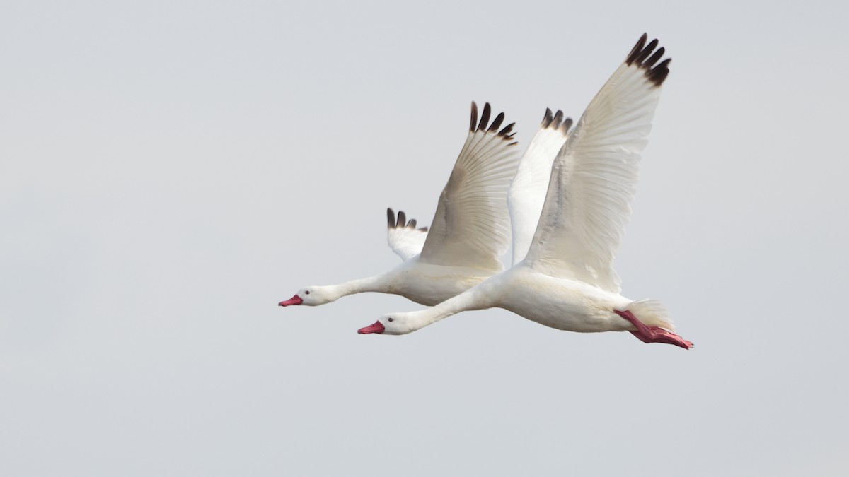 Coscoroba Swan - ML463085851