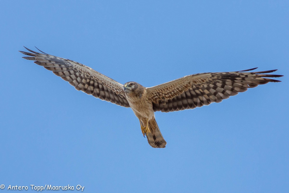 Montagu's Harrier - ML46308681