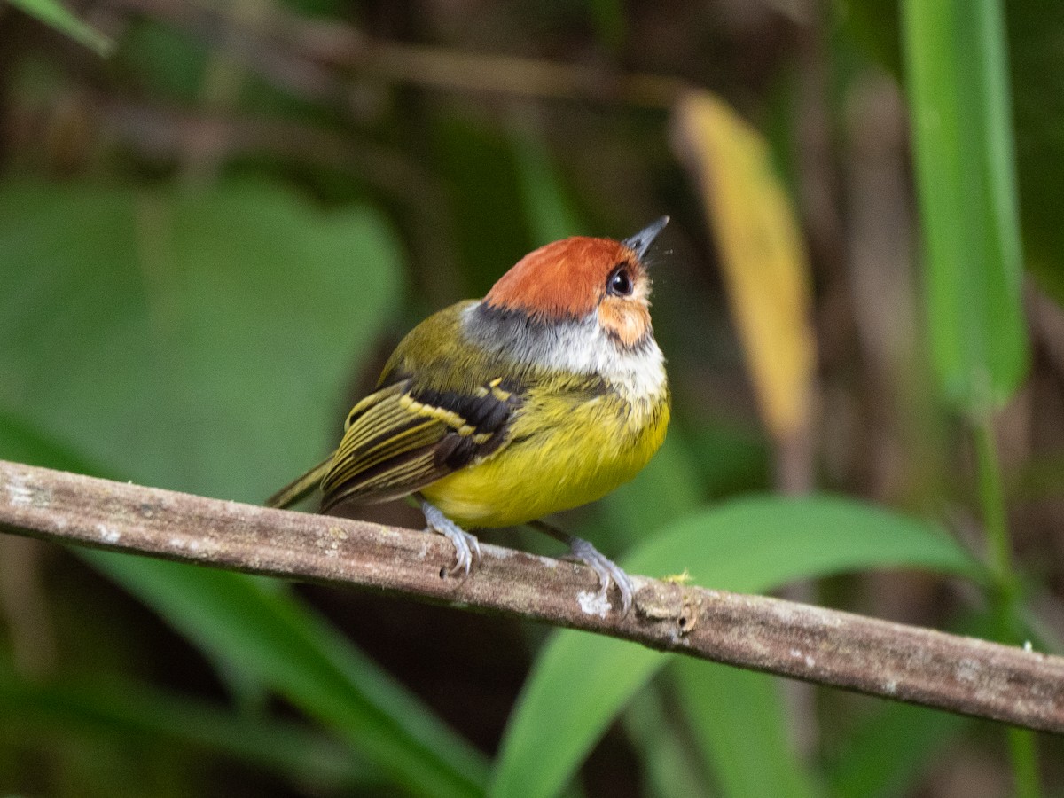 Rufous-crowned Tody-Flycatcher - Will Knowlton