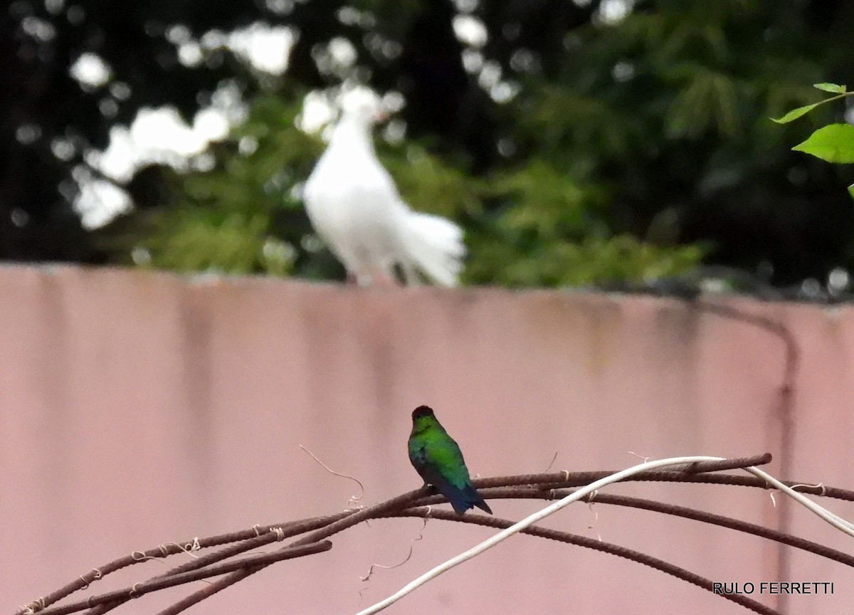 Glittering-bellied Emerald - ML463087741