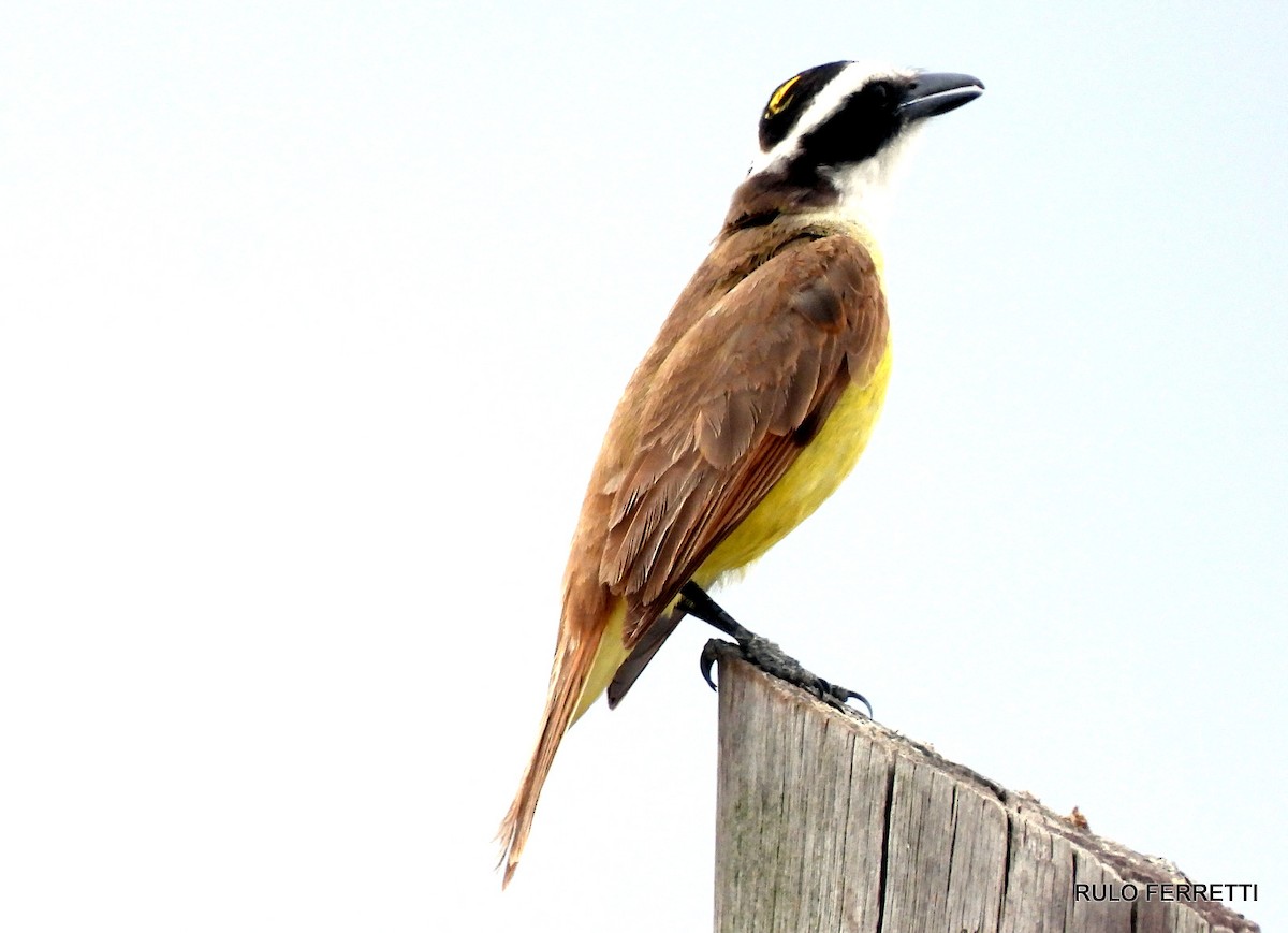 Great Kiskadee - ML463088281