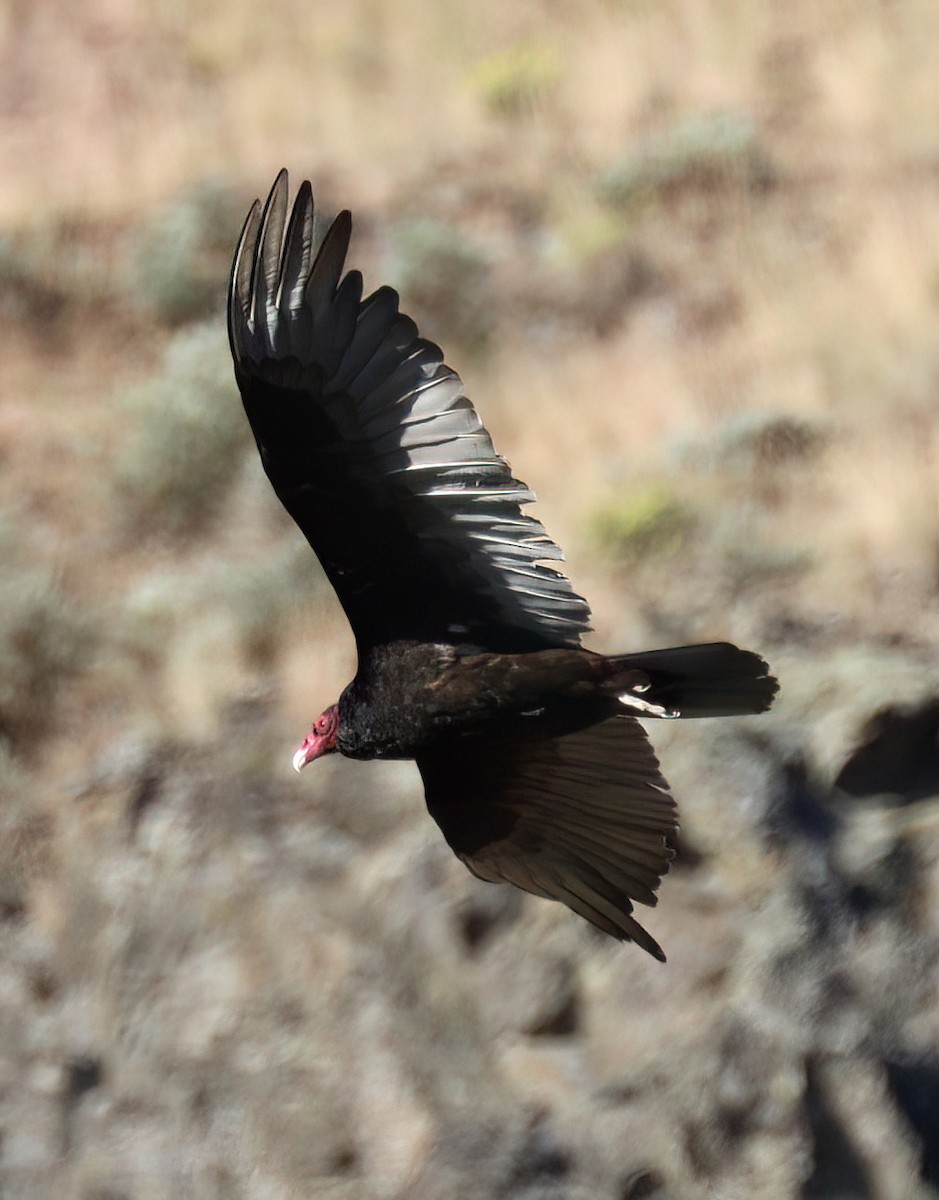Turkey Vulture - ML463090121
