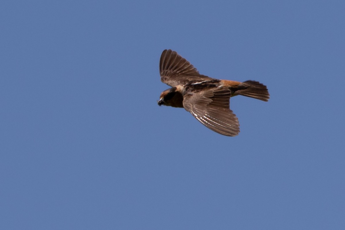 Cave Swallow - ML463090271