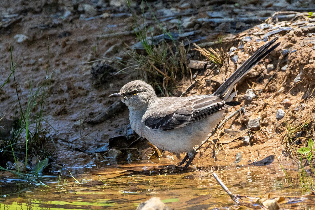 Northern Mockingbird - ML463090471