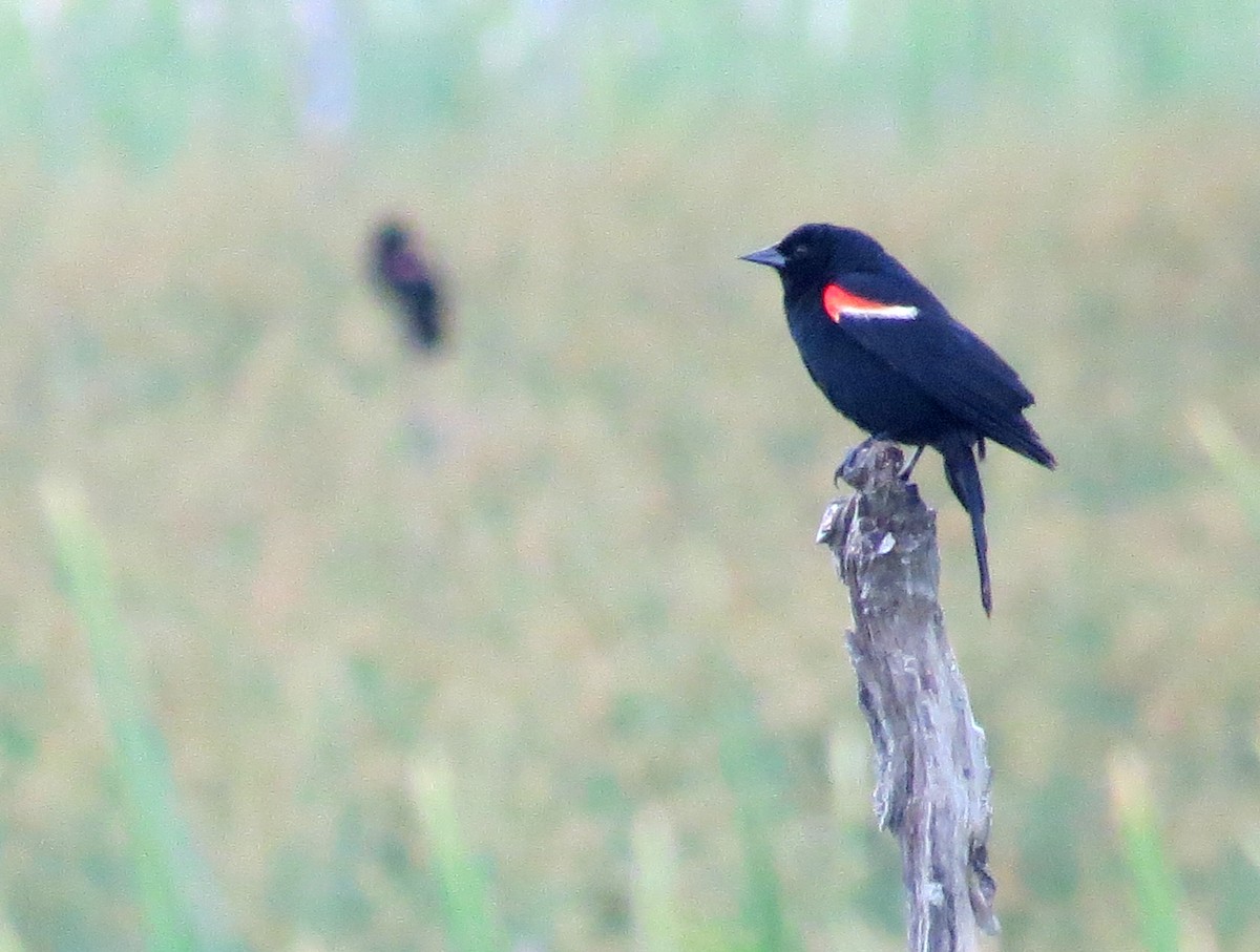Red-winged Blackbird - ML463096631