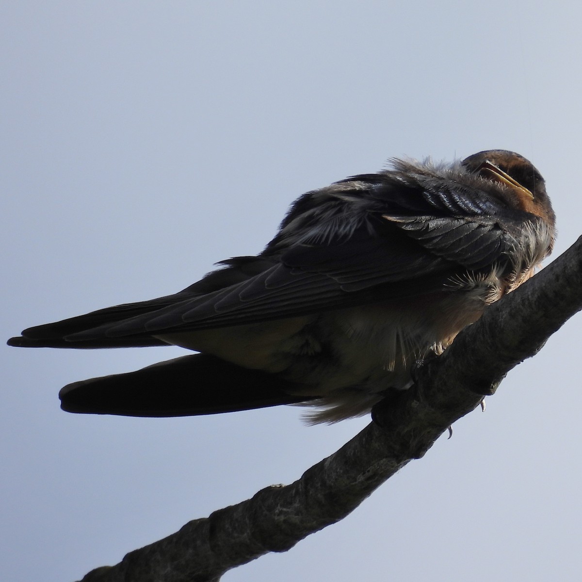 Barn Swallow - ML463097221