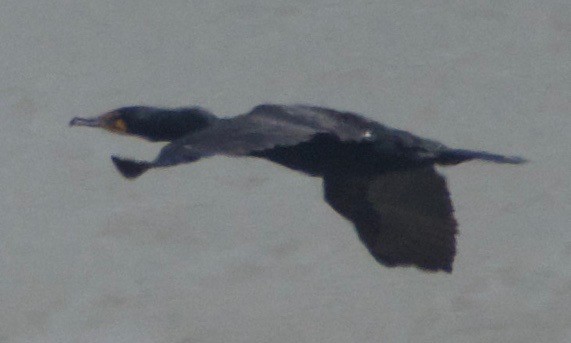 Double-crested Cormorant - ML463097461