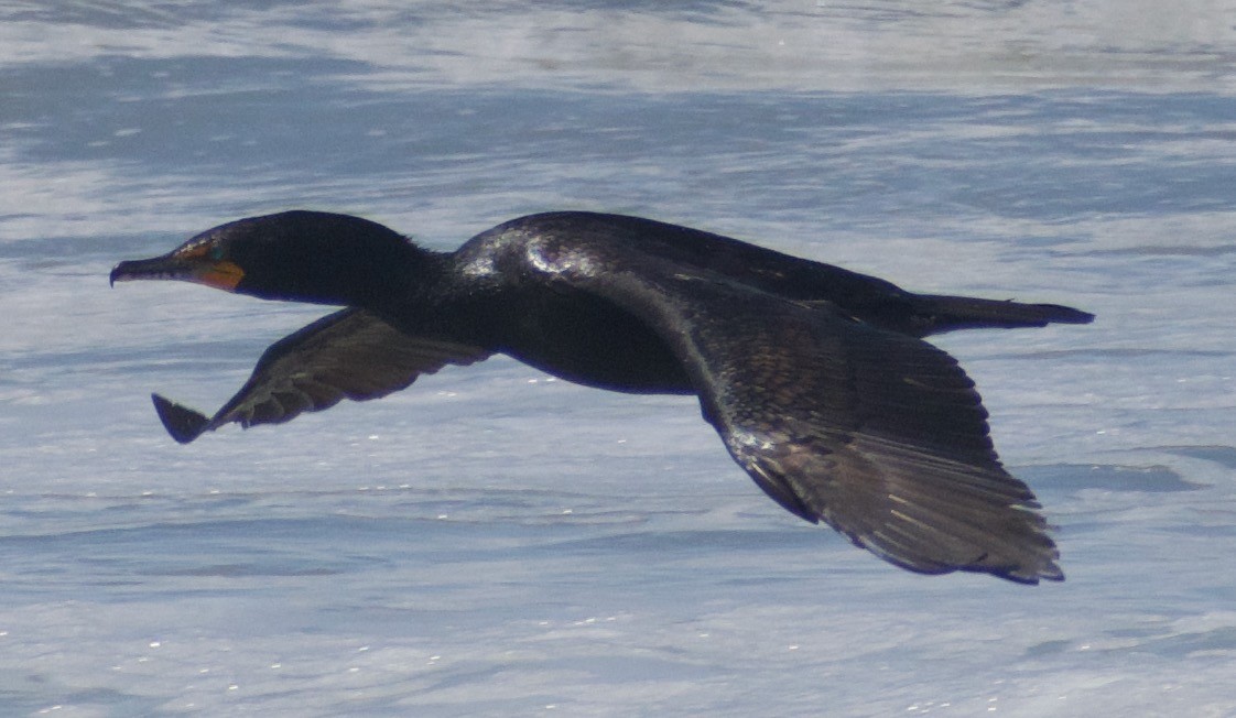 Double-crested Cormorant - ML463097471