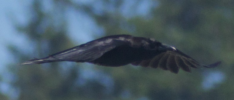 American Crow - ML463097521