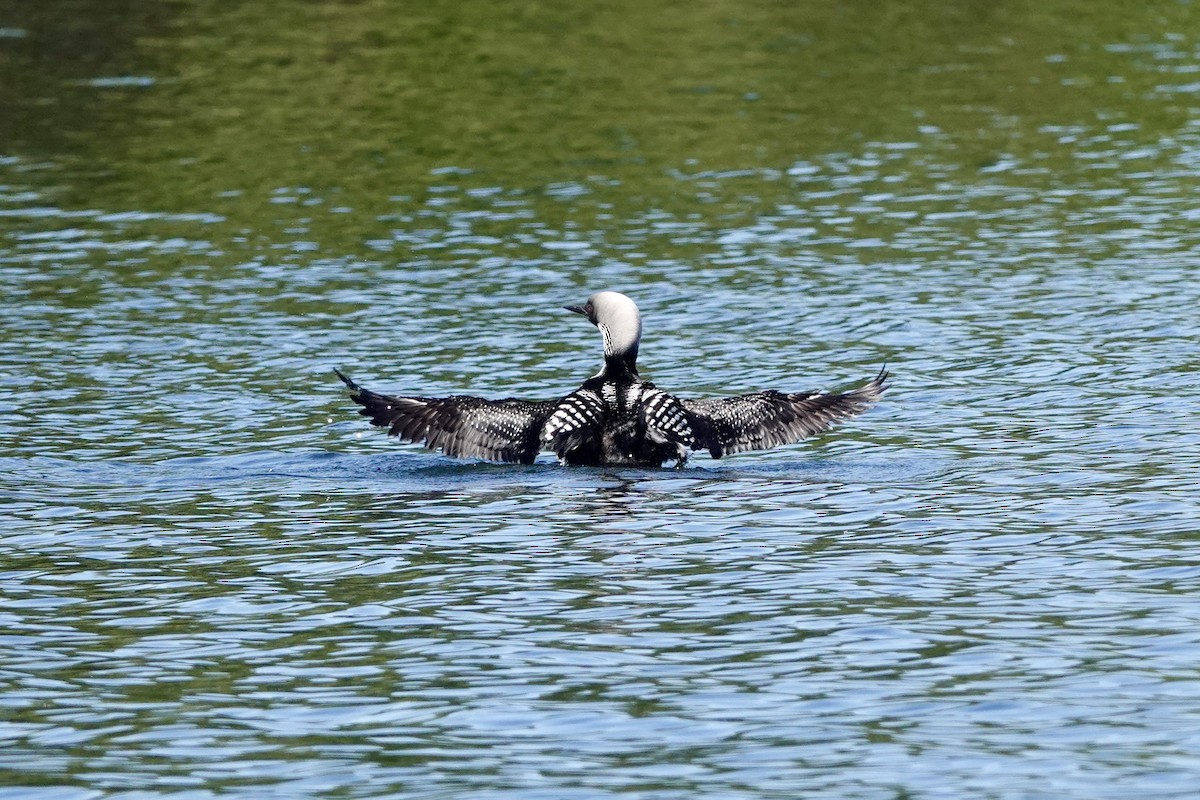 Pacific Loon - ML463100071