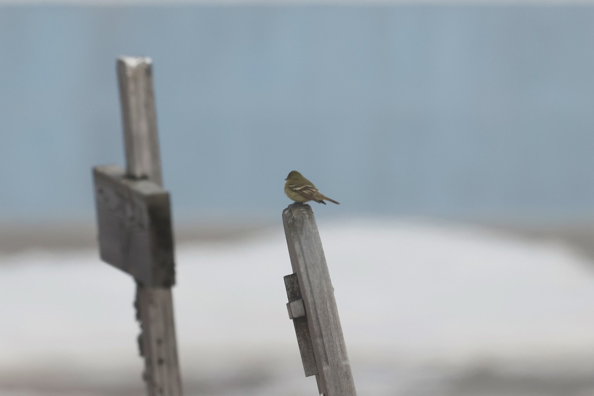 Yellow-bellied Flycatcher - ML463100251