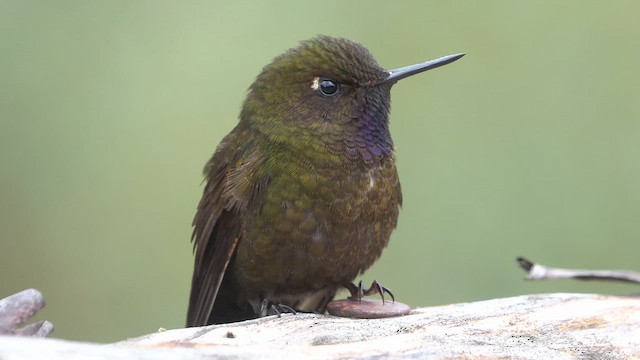 Violettkehl-Glanzschwänzchen - ML463101741