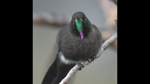 Blue-mantled Thornbill - ML463101981