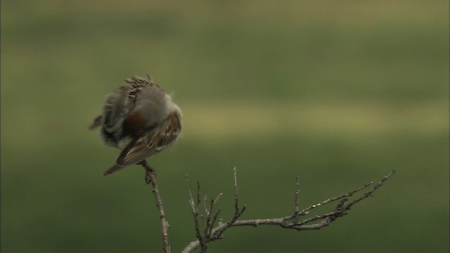 American Tree Sparrow - ML463102