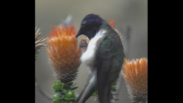 Colibrí del Chimborazo - ML463102101