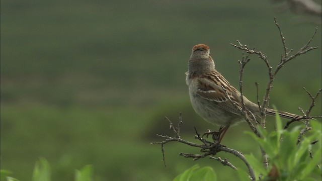 American Tree Sparrow - ML463104