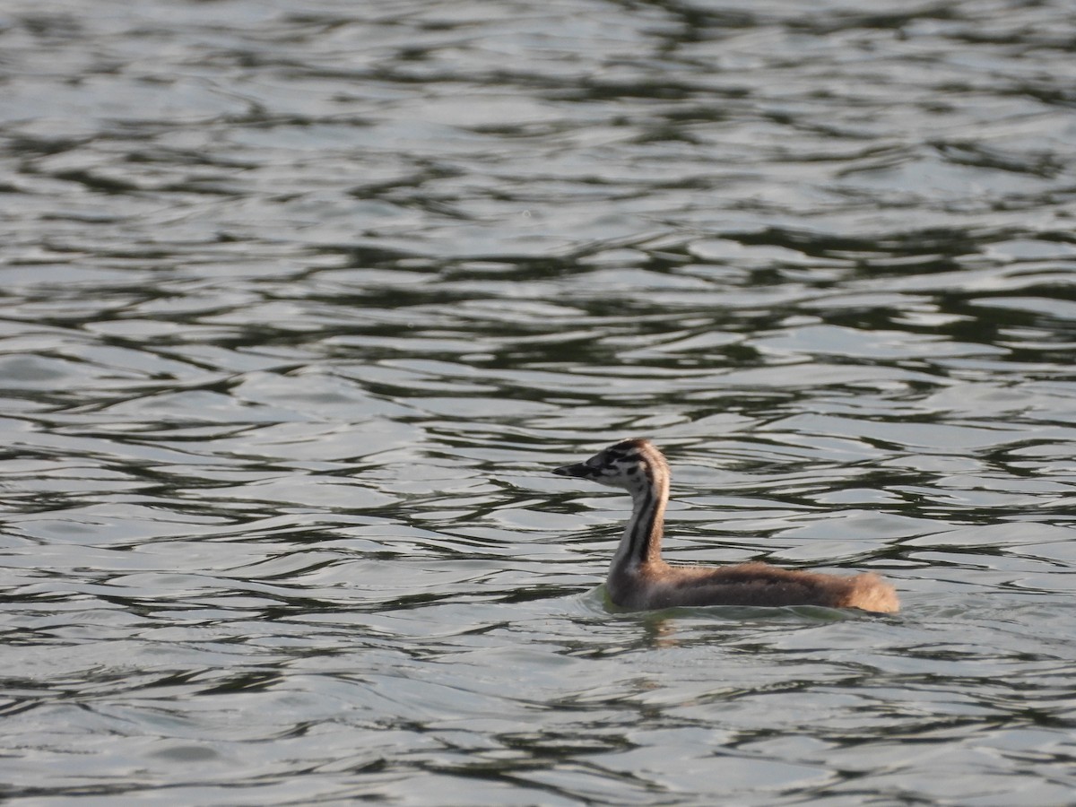 Great Crested Grebe - ML463104601