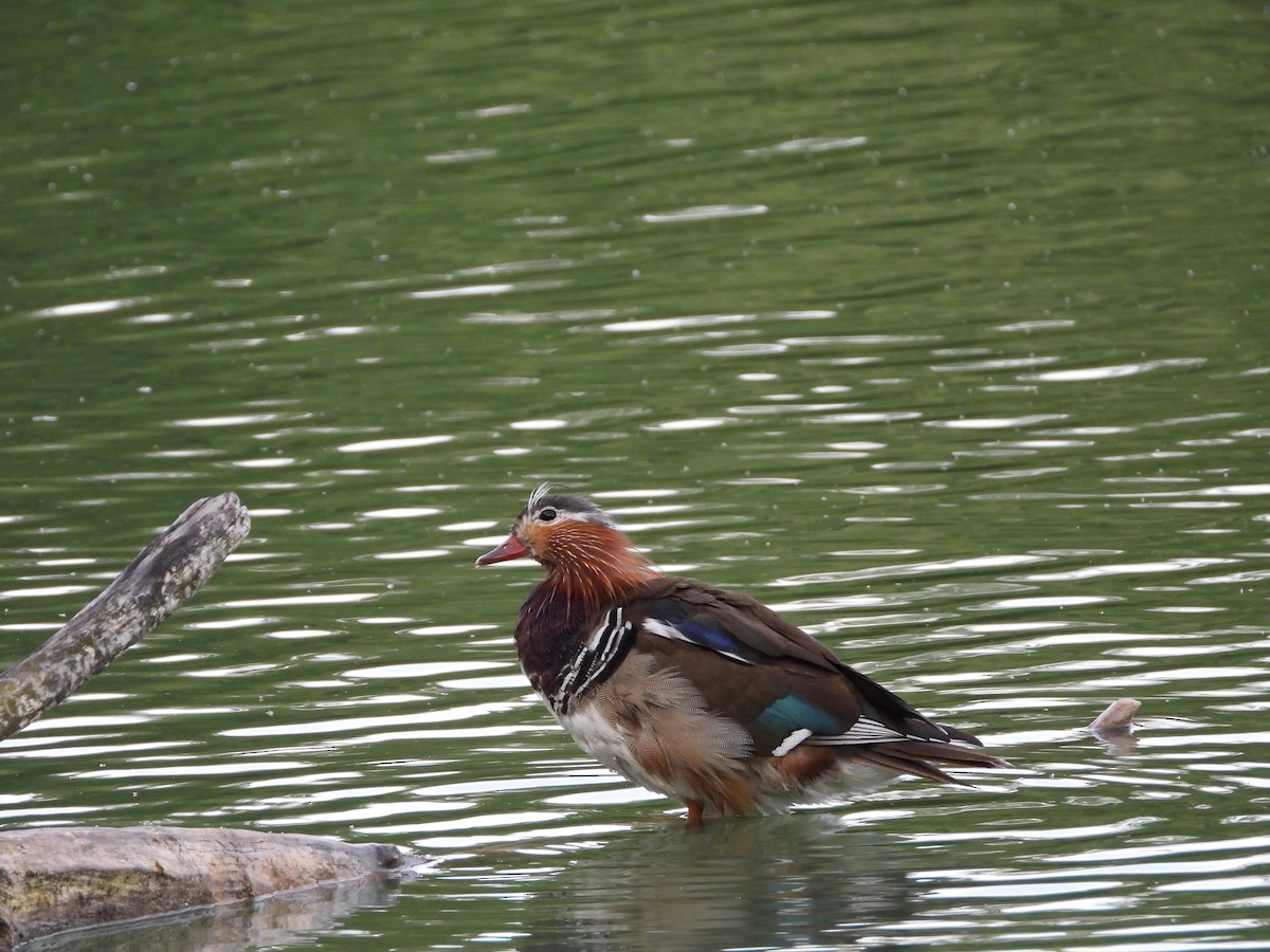 Mandarin Duck - ML463104721