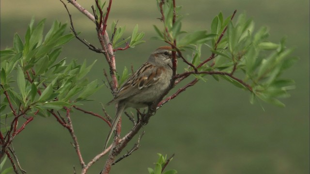 American Tree Sparrow - ML463105