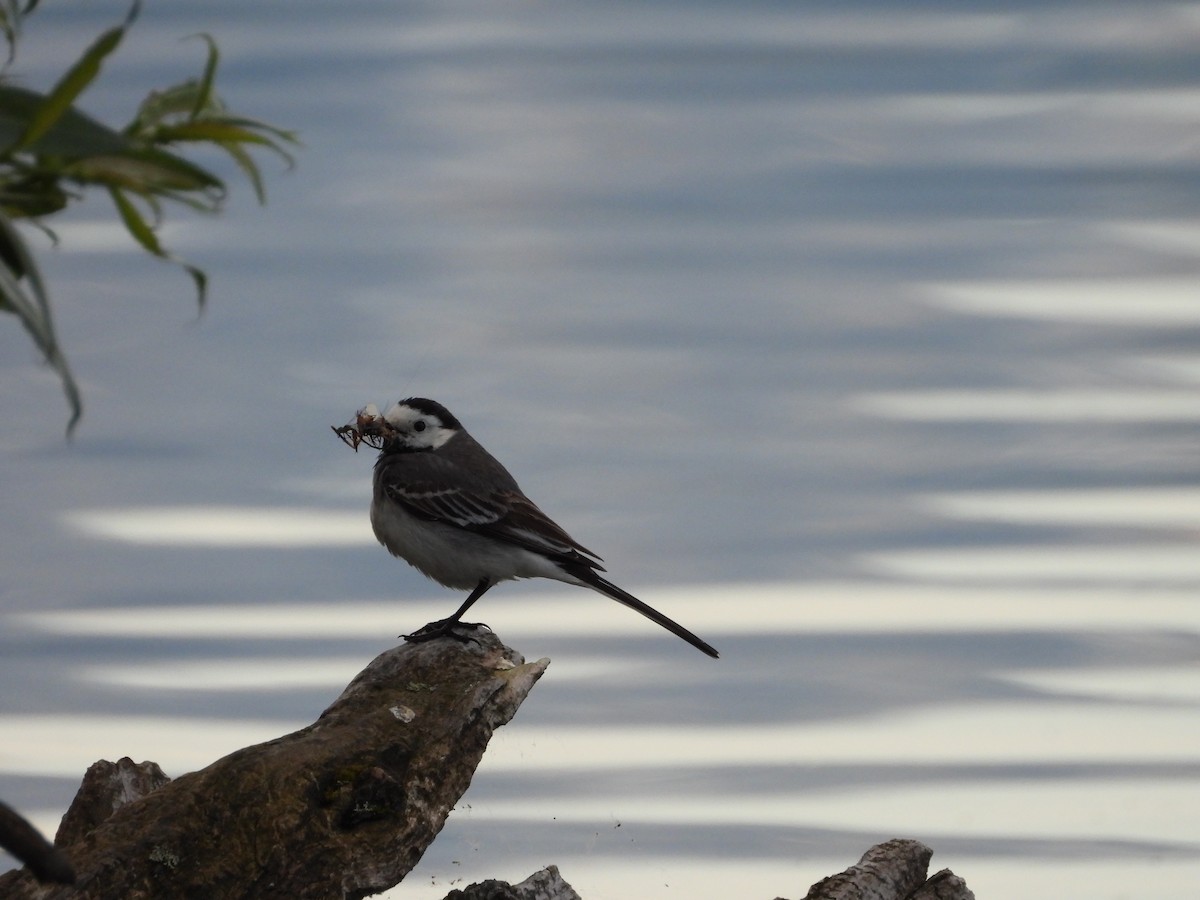 White Wagtail - ML463105311