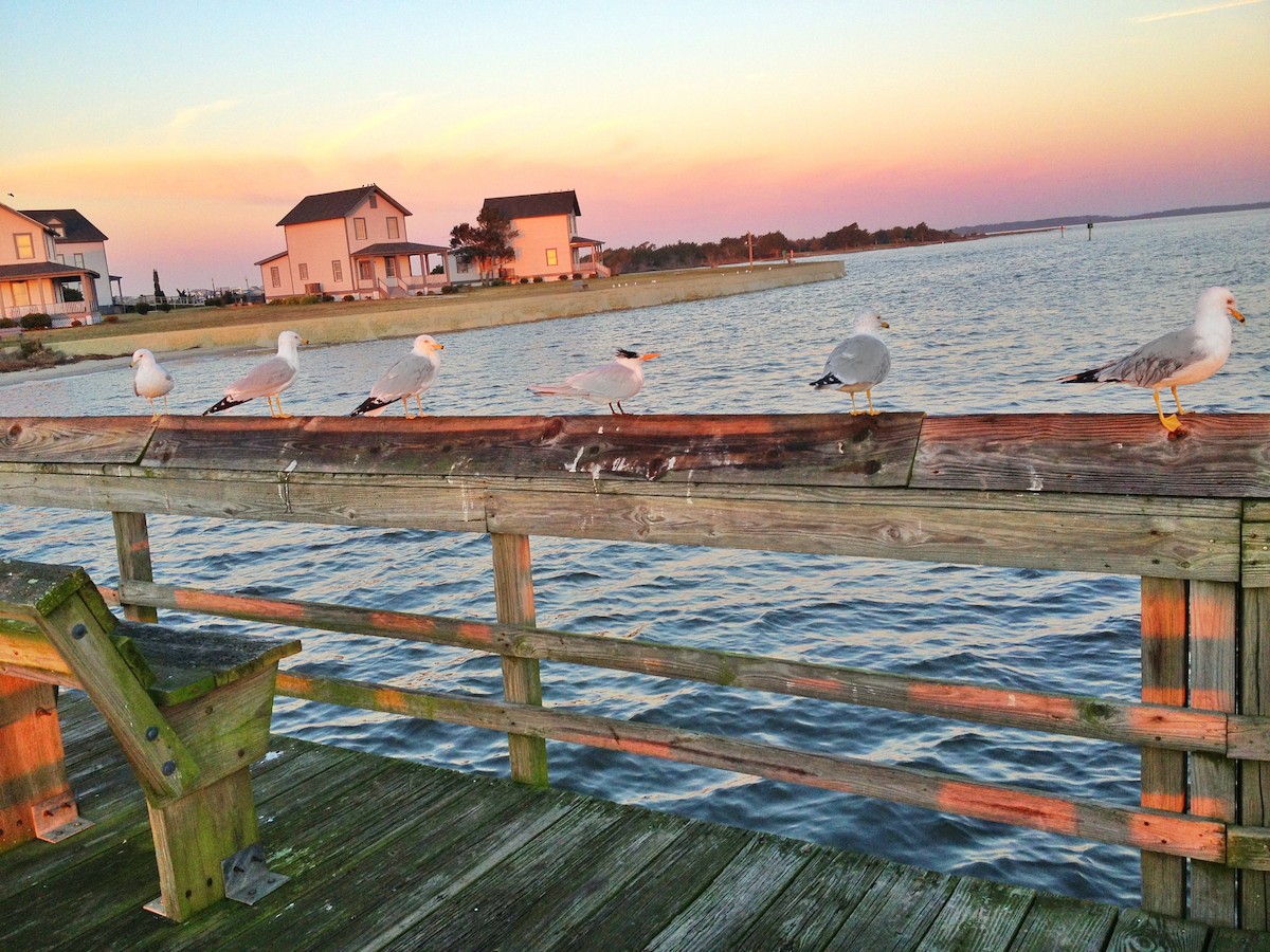 Royal Tern - ML463105321