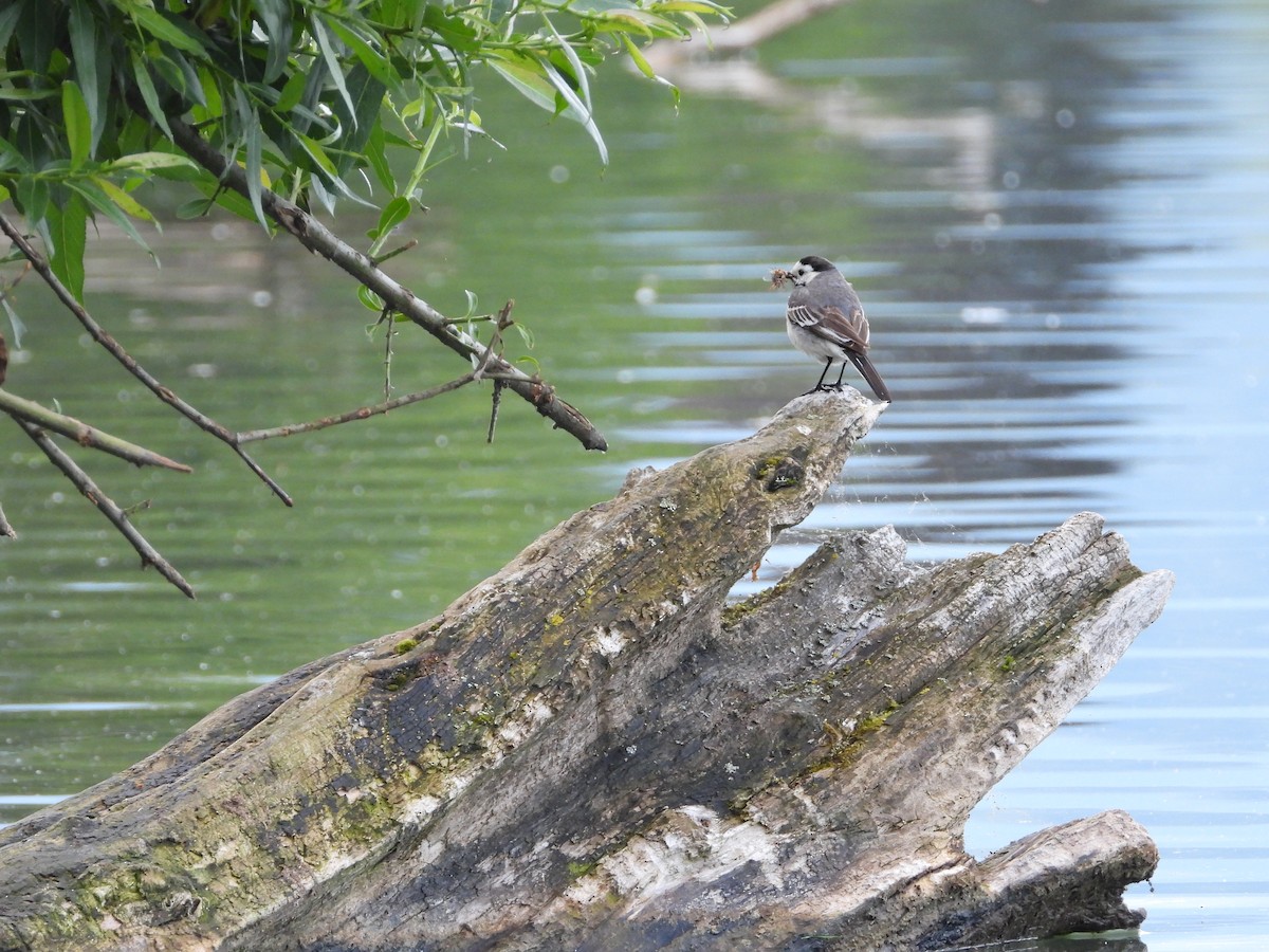 White Wagtail - ML463105371