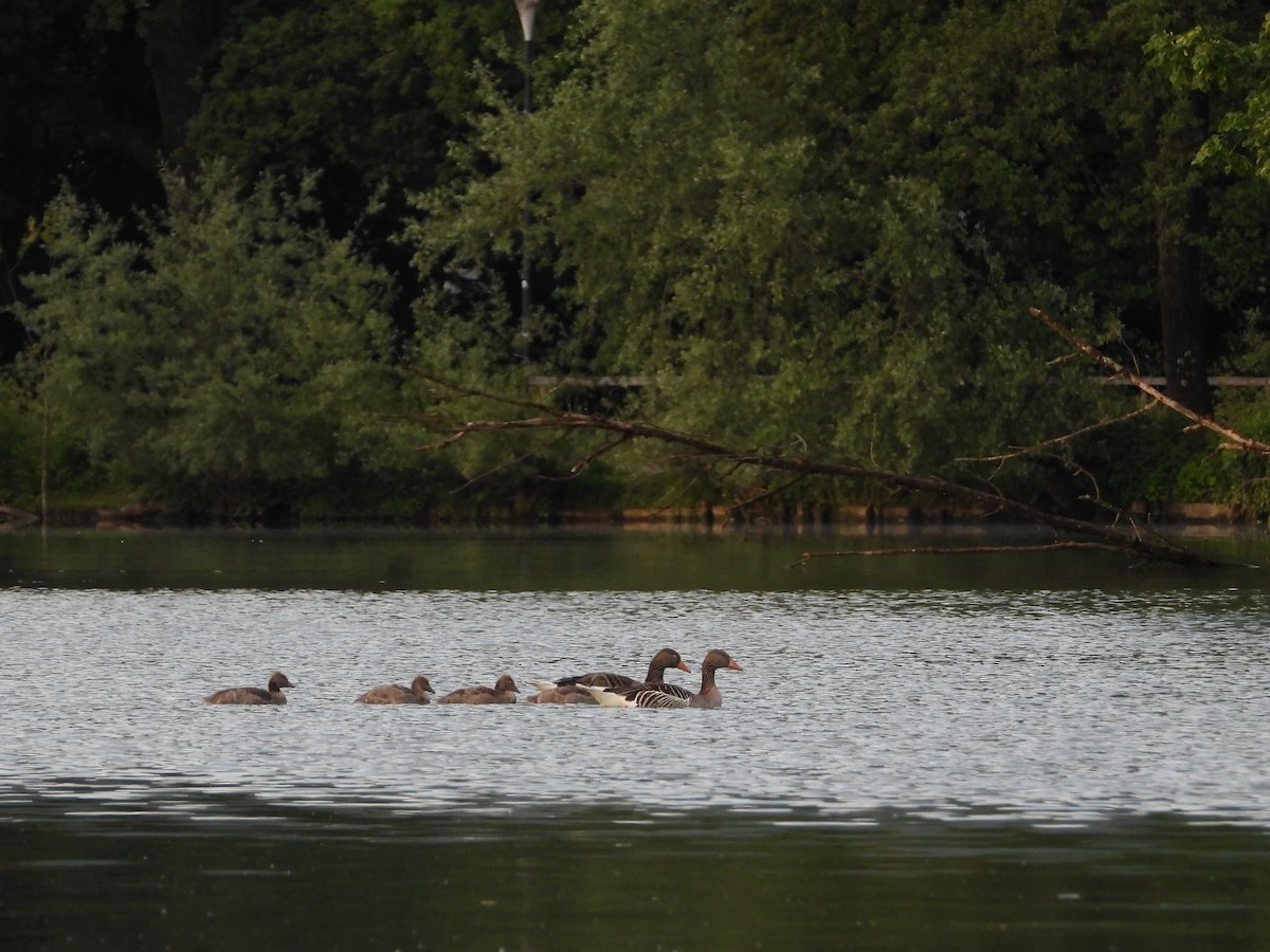 Graylag Goose - ML463105571