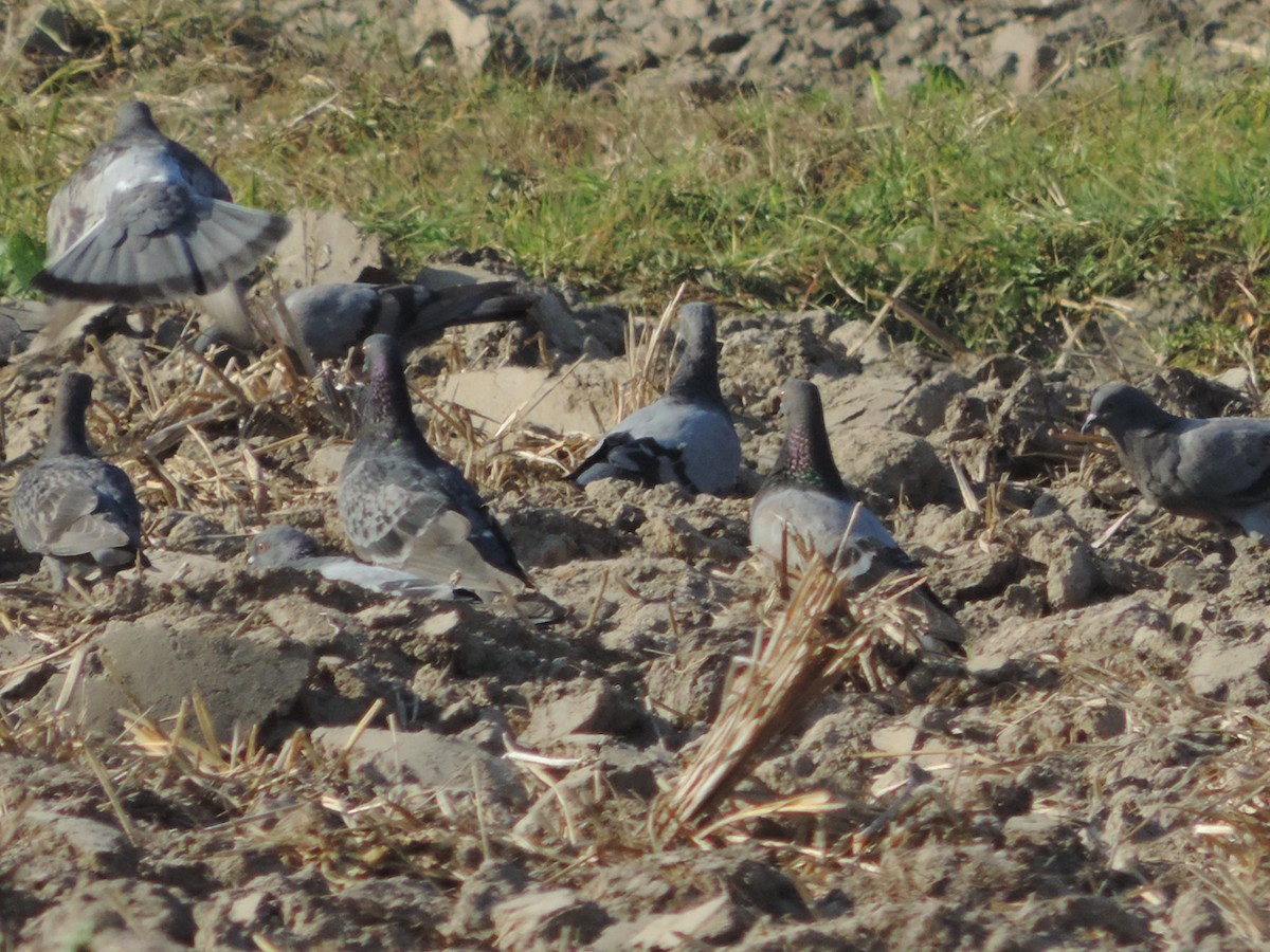 Rock Pigeon (Feral Pigeon) - ML46310581