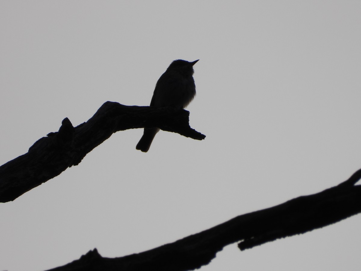 Spotted Flycatcher - ML463105831