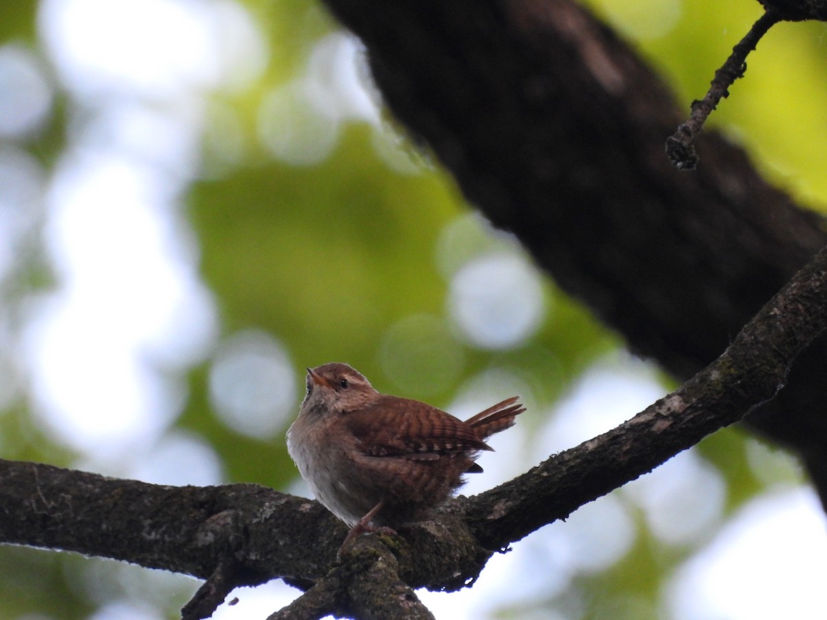 Eurasian Wren - ML463105841