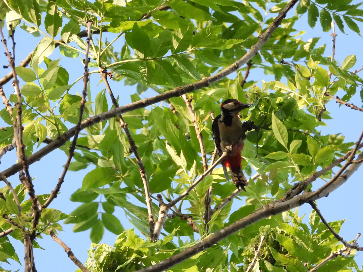 Great Spotted Woodpecker - ML463105851