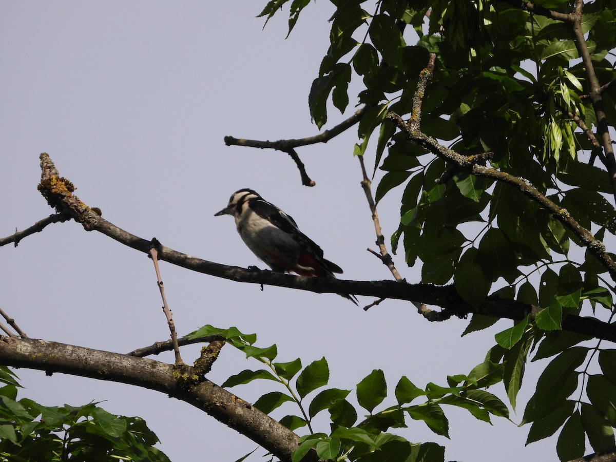 Great Spotted Woodpecker - Philippe Trudelle