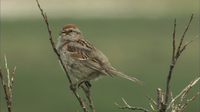 American Tree Sparrow - ML463106