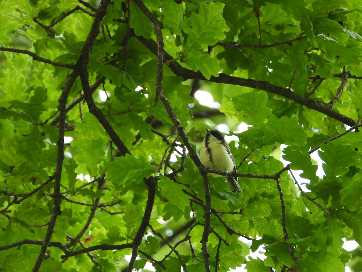 Great Tit - ML463106231