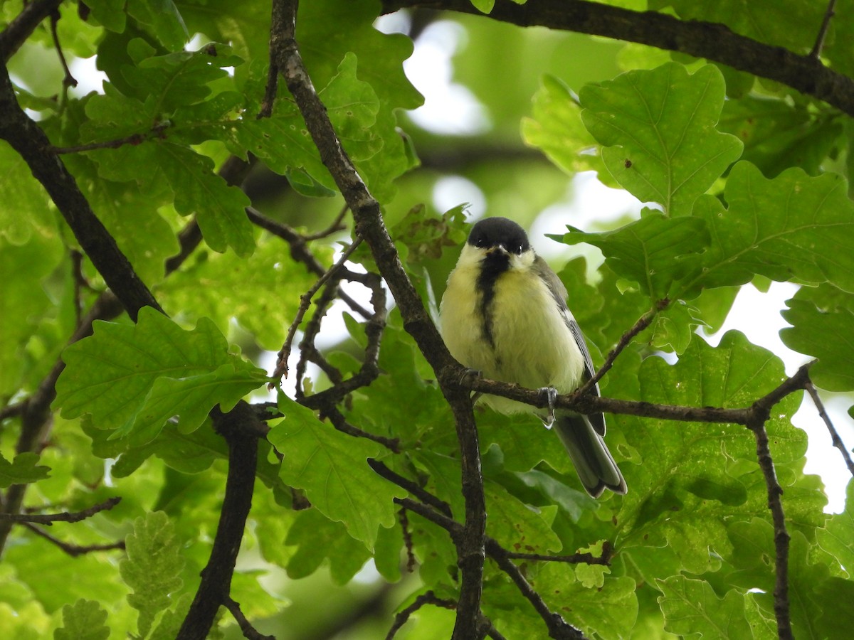 Great Tit - ML463106241