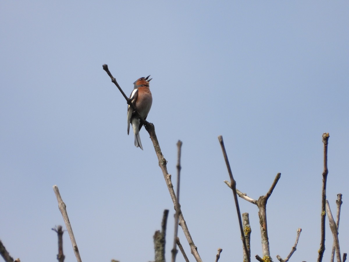 Common Chaffinch - ML463106251