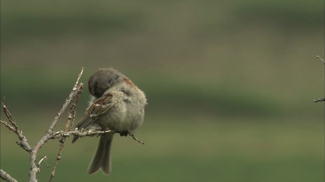 American Tree Sparrow - ML463107