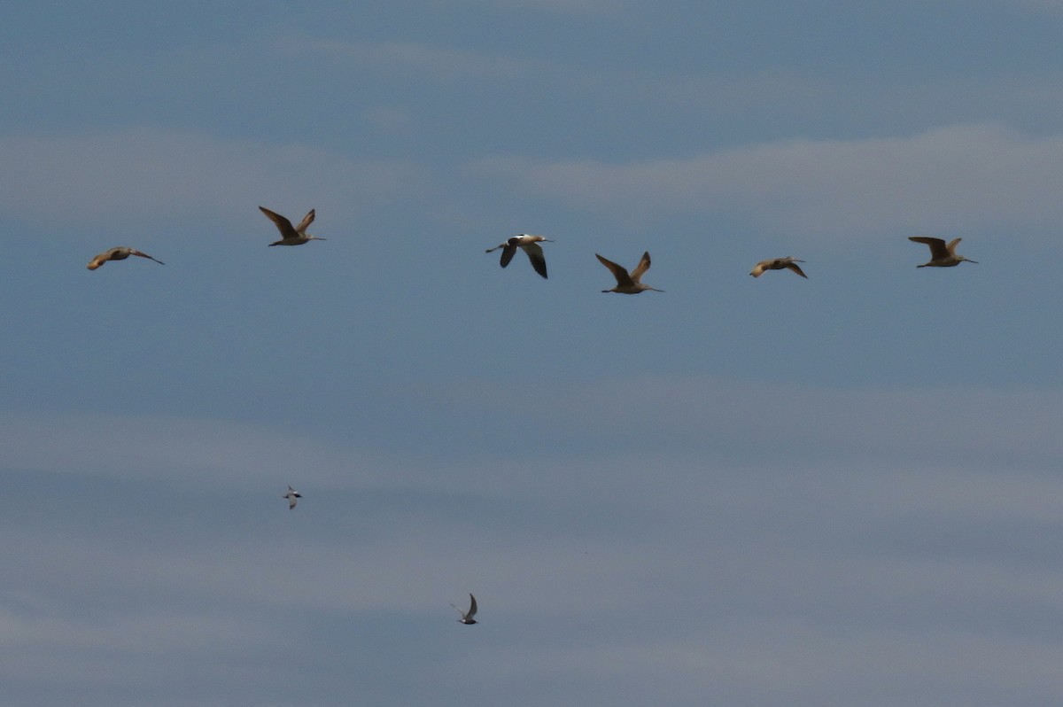 Marbled Godwit - David Dowell