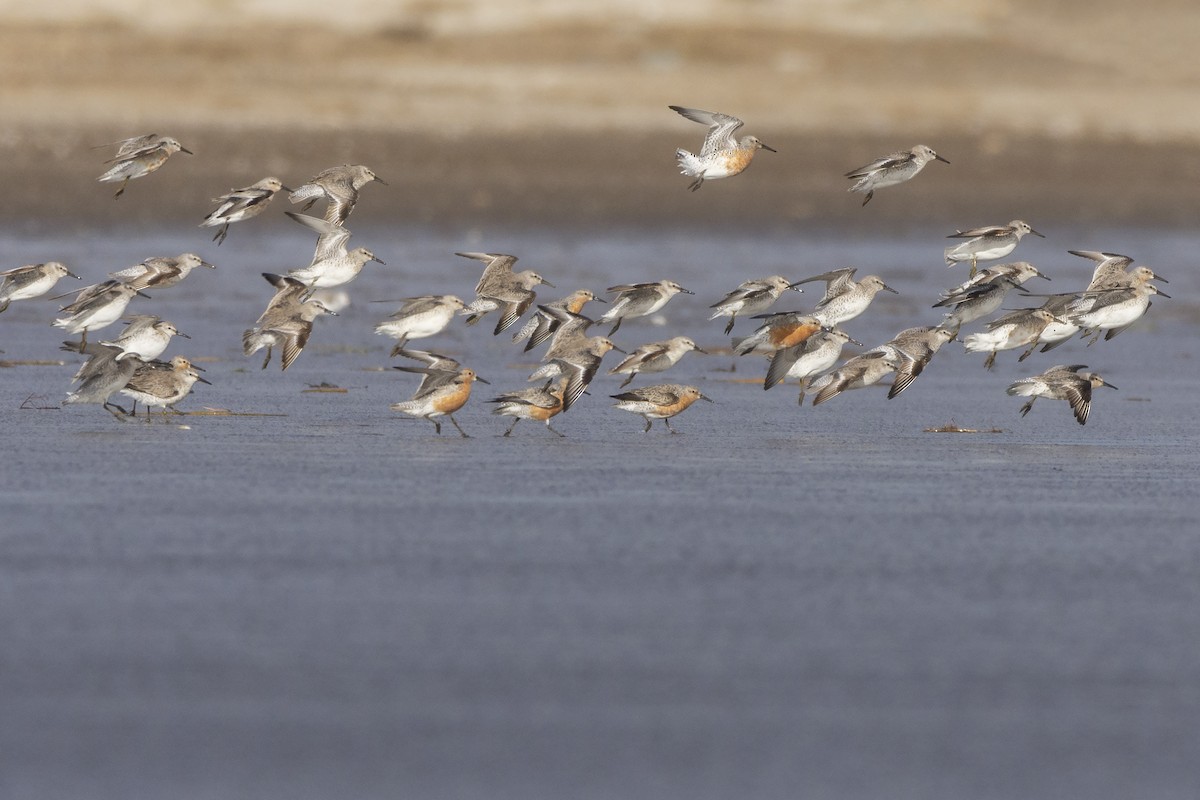 Red Knot - ADRIAN GRILLI