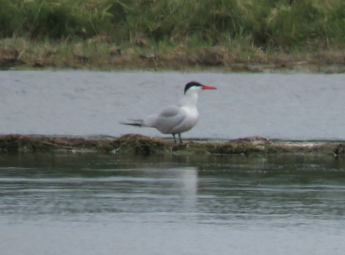 Caspian Tern - ML463108511