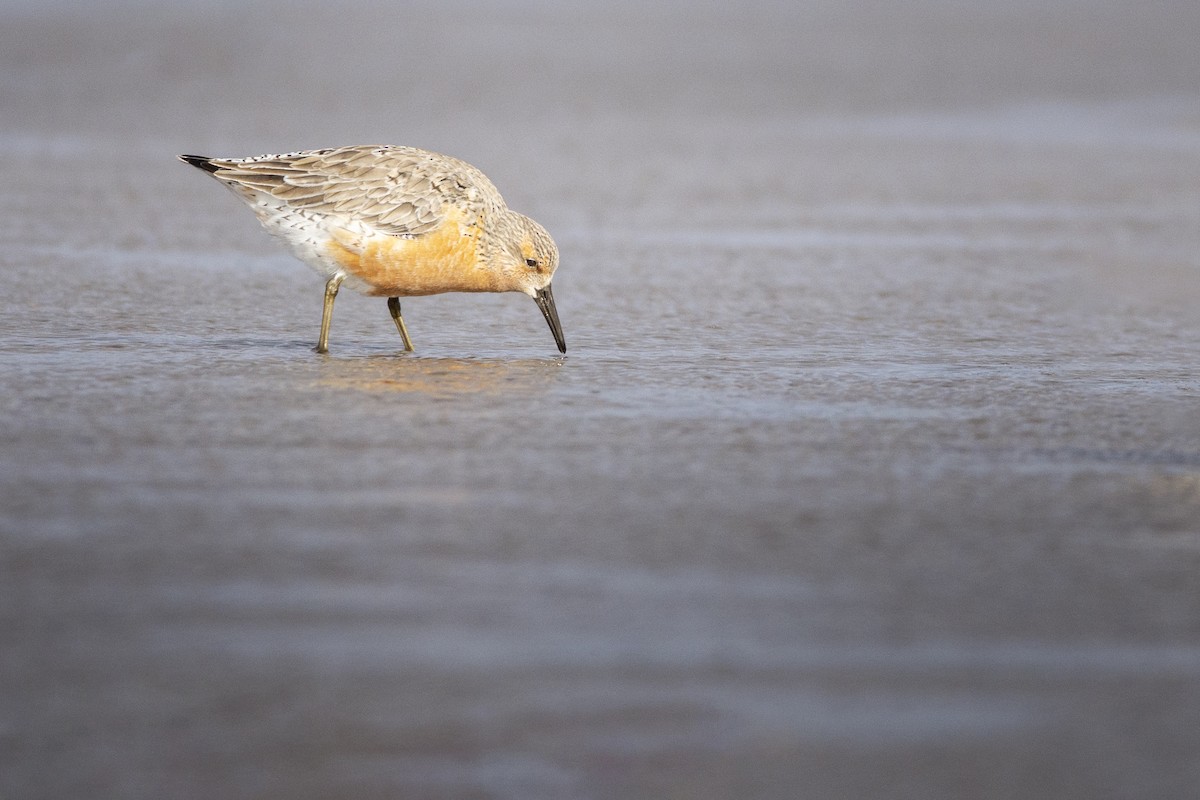 Red Knot - ADRIAN GRILLI