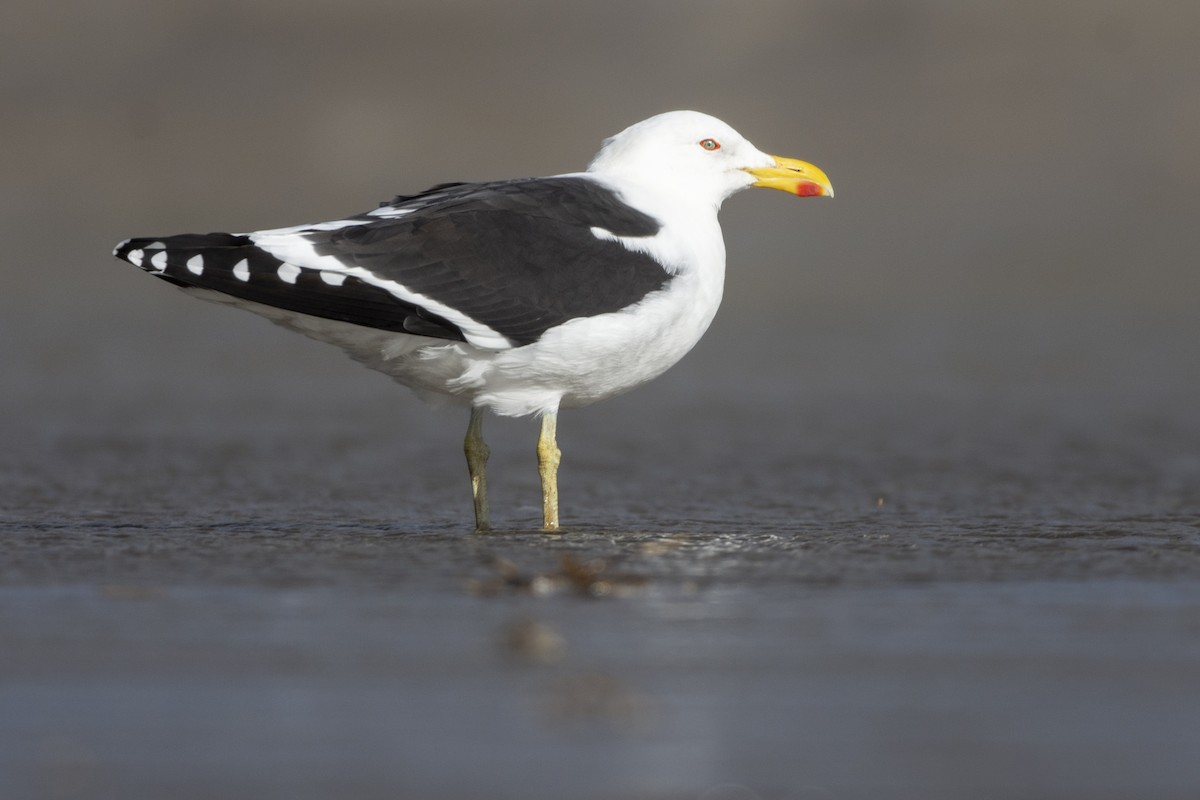 ml463108731-kelp-gull-macaulay-library