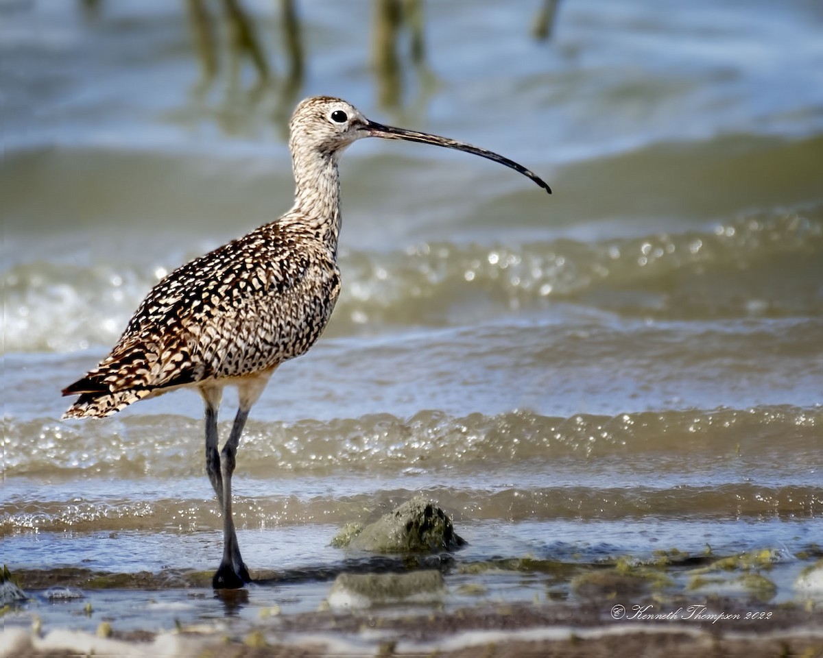 Long-billed Curlew - ML463109051