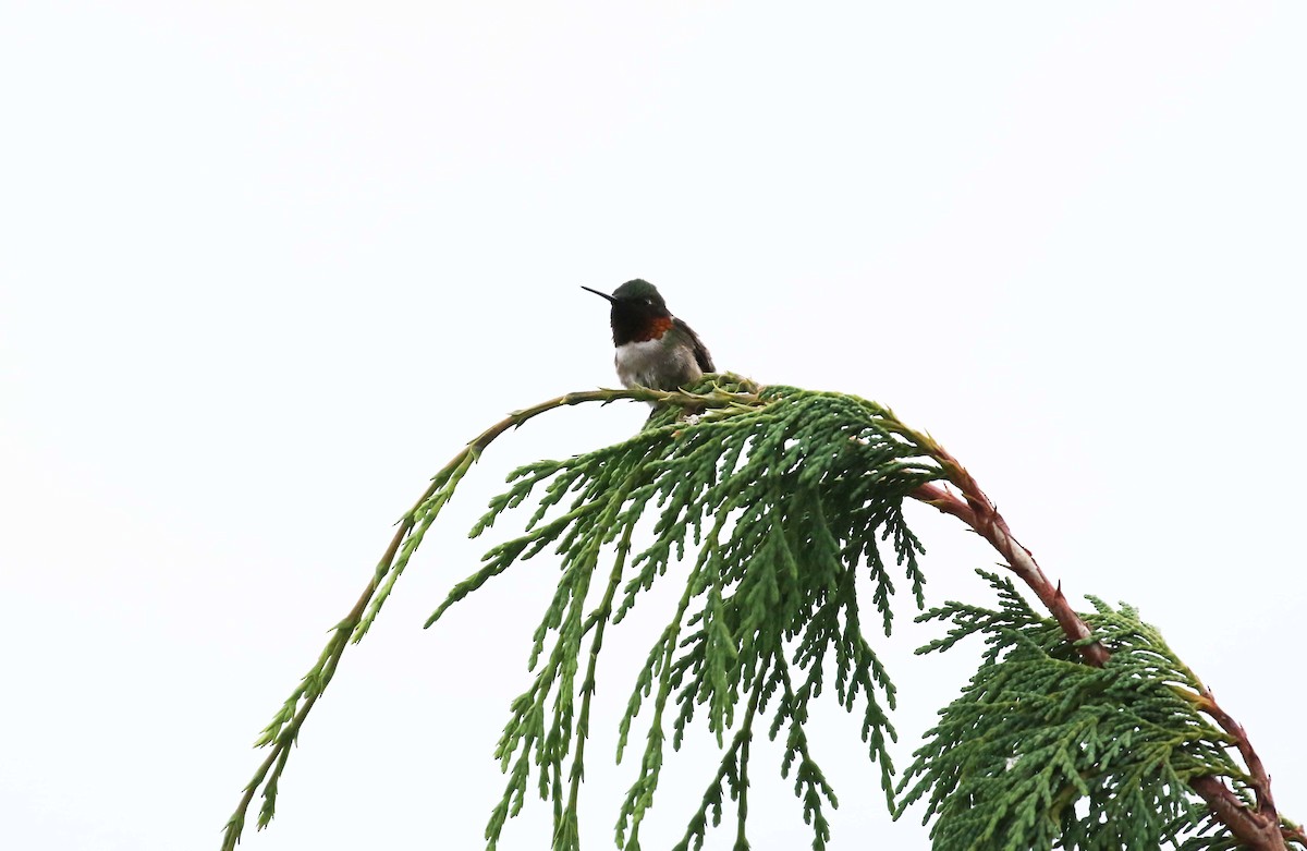 Colibri à gorge rubis - ML463109171