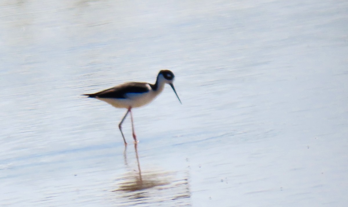 Black-necked Stilt - Petra Clayton